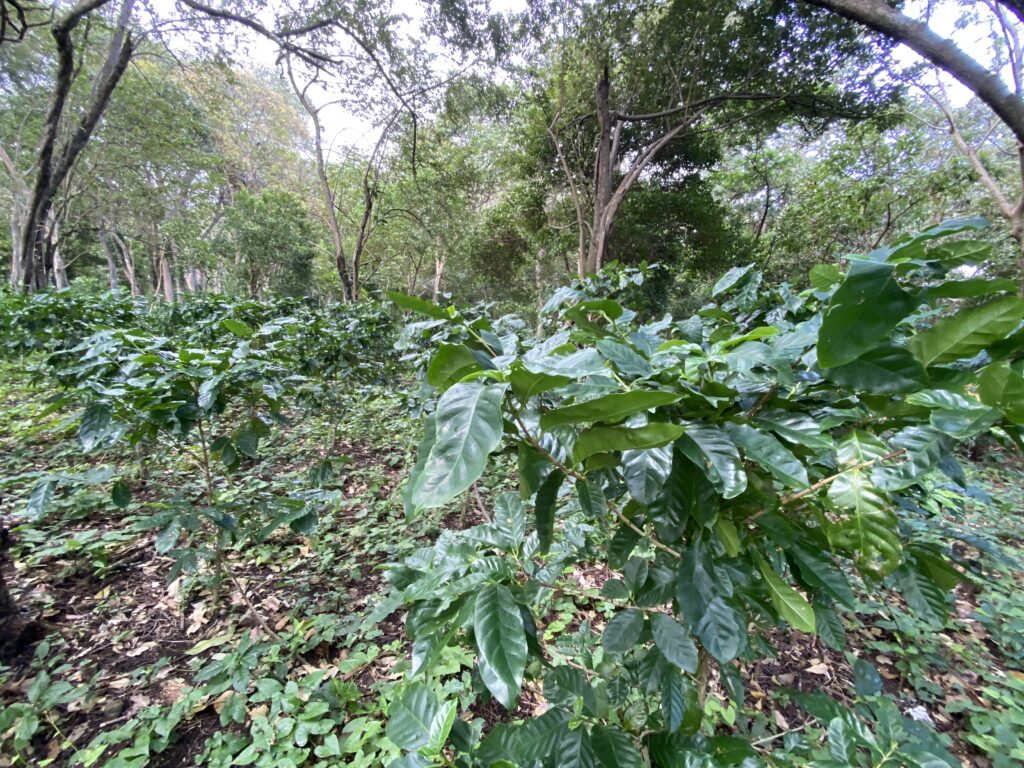 coffee plants growing in a coffee plantation