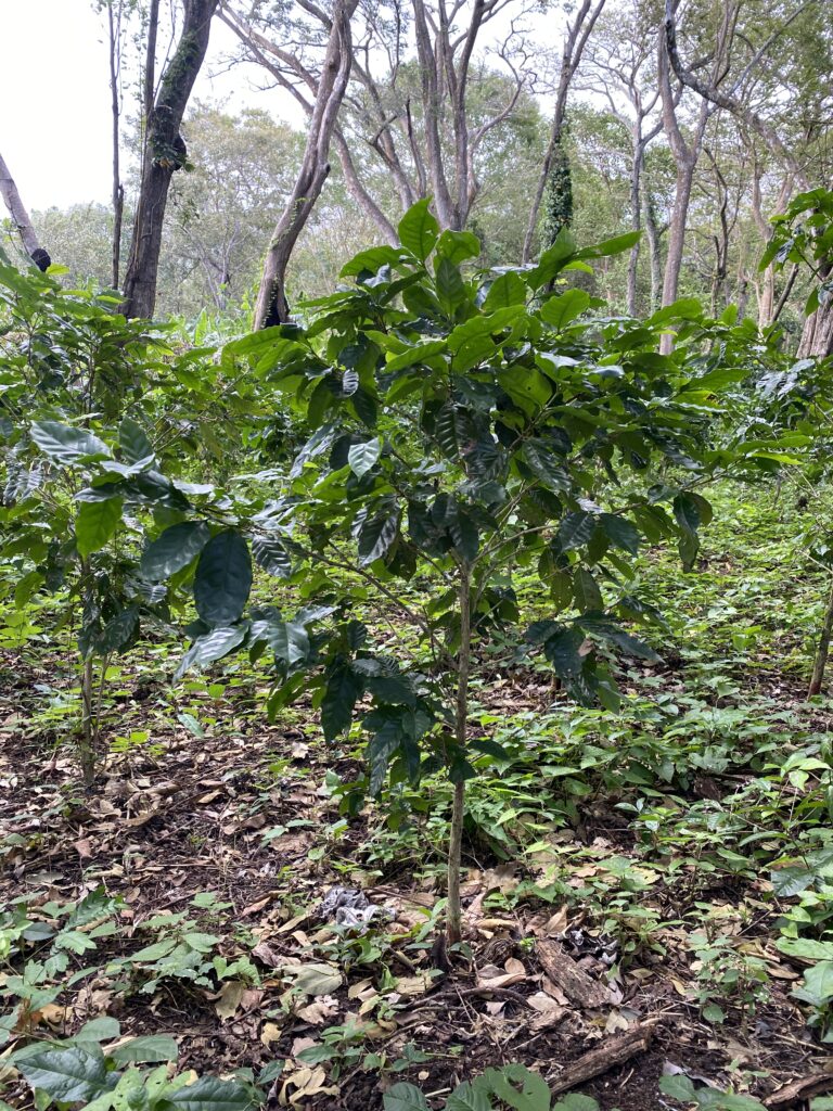 Coffee plant growing in Nicaragua