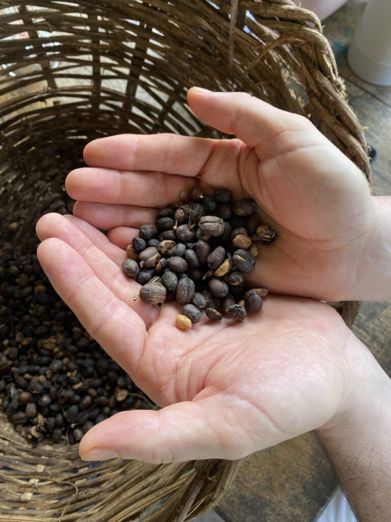 Hands holding natural processed coffee beans