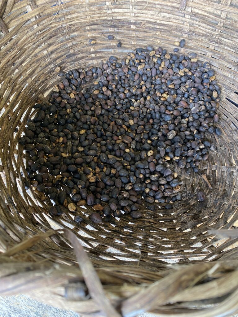 Natural processed coffee beans in woven basket